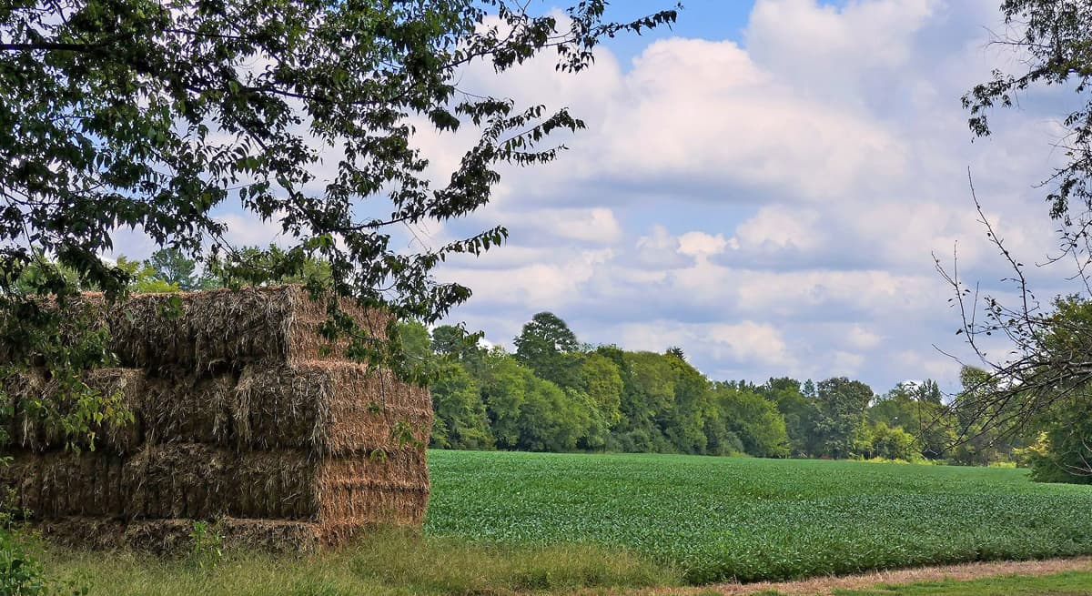 A Soybean Field in Eastern Henrico County, Virginia